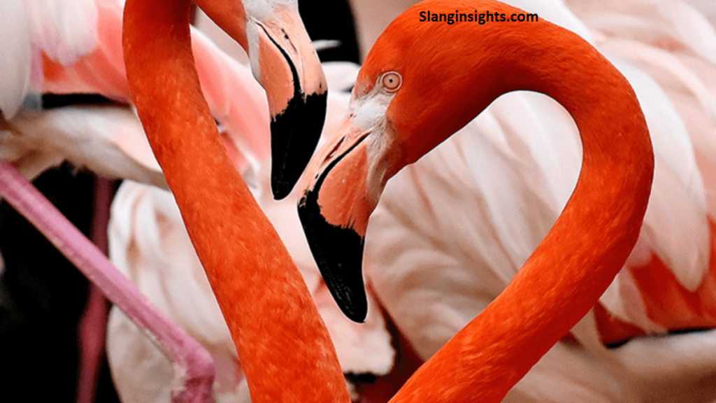 Flamingo Slang Meaning Popular Uses and Examples Explained