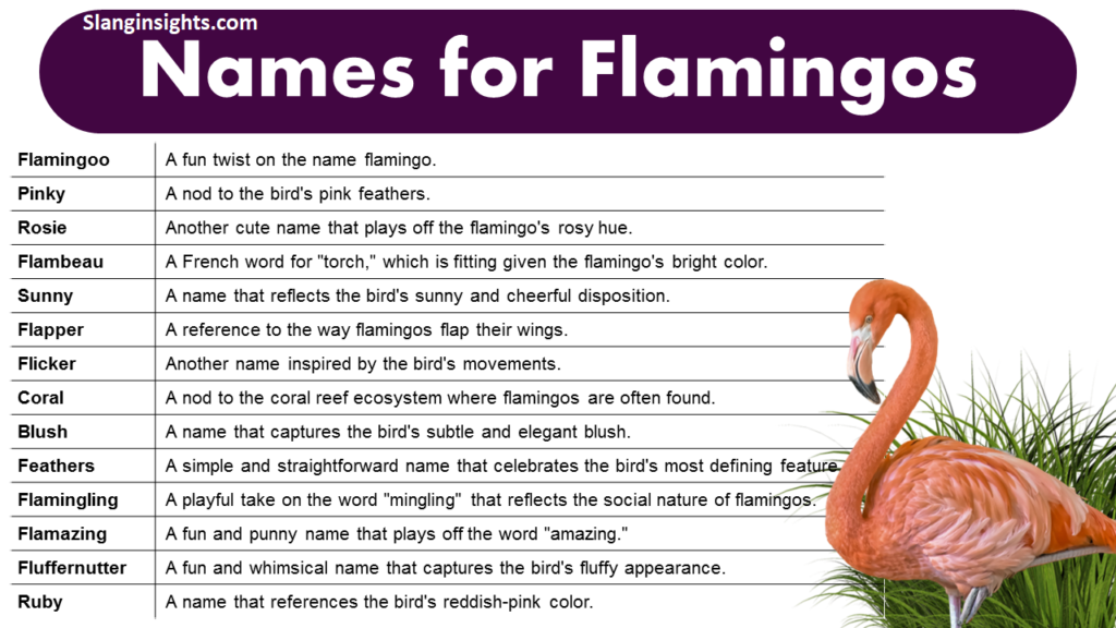 Flamingo Slang Meaning Popular Uses and Examples Explained