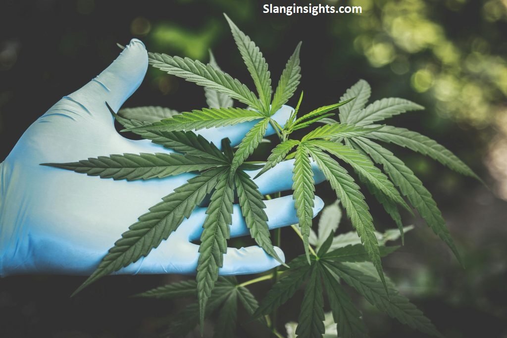 Slang Words for Weed The Complete Dictionary of Cannabis Slang (2026 Guide)