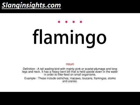 What Does Flamingo Mean in Slang? The Full Meaning Explained